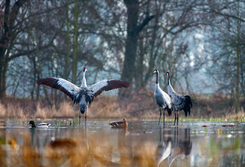 Naklejka premium Common cranes displaying in a misty wetland with ducks during the breeding season