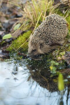 Erinaceus europaeus, hedgehog, insectivora, insectivora, insectivora, high size, portrait, mammals, prickly, mammals