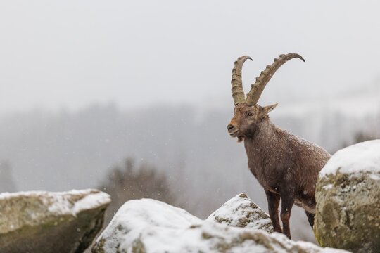 A male ibex (Capra ibex) stands on a rock in the snowstorm. A forest can be seen dimly in the background. Carinthia, Austria