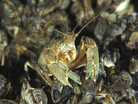 In Crayfish (Faxonius limosus) with visible antennae, American crayfish, invasive species, close-up, surrounded by many mussels, quagga mussel (Dreissena rostriformis bugensis), invasive species. Dive site Wildsau, Berlingen, Lake Constance, Switzerland
