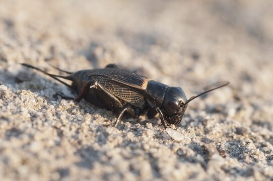 2009, Brandenburg, field cricket, Germany, Gryllus campestris, Nabu, national natural heritage, natural paradise Gr&uuml;nhaus, post-mining landscape, ensifera, field cricket, grilling, green house, insects, long-feeler scare
