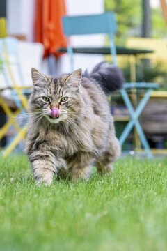 Siberian cat, pedigree cat running across grass in a garden, symbolic photo cat in the garden