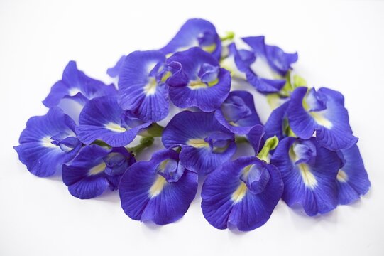 Vibrant Blue Butterfly Pea Flowers Isolated on White Background.