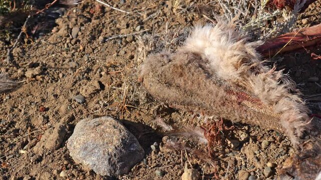 Carcass of a dead animal in the arid landscape of Patagonia