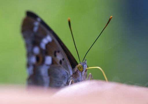 Apatura ilia, small Schiller butterfly, Lesser purple emperor, butterfly, insects, butterflies, butterflies, butterflies
