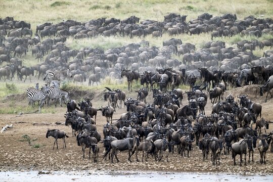 The Great Migration, huge herds of wildebeest (Connochaetes taurinus) on the Mara River, Serengeti, Tanzania