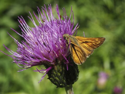 Close-up of an orange butterfly, the Large skipper (Ochlodes sylvanus), perched on a magnificent purple flower, Goms, Canton of Valais, Switzerland