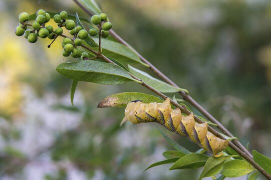 Acherontia Atropos, Death's-Head Hawkmoth, Greater Death's Head Hawkmoth, Sphingidae, Skull Swarmers, Inchworm, Insects, Moths, Moths, Moths, Caterpillar, Butterflies, Swarmers