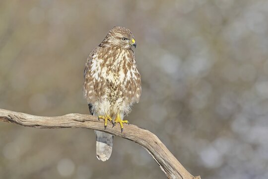 Common buzzard (Buteo buteo), perched on a branch, Wilnsdorf, North Rhine-Westphalia, Germany