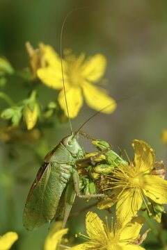 Tettigonia cantans, Upland green bush cricket, chirping hayhorse, chirping scare, ensifera, grasshopper, grasshoppers, high size, portrait format, insects, long-feeler scare