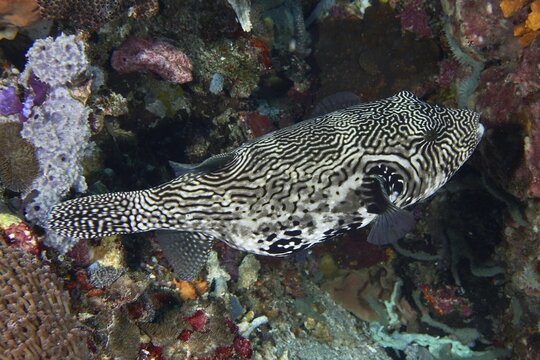 Pattern-rich pufferfish, map pufferfish (Arothron mappa), moving through a colourful reef, dive site SD, Nusa Ceningan, Nusa Penida, Bali, Indonesia