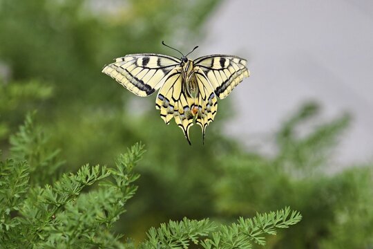 Swallowtail (Papilio machaon), approaching carrot weed (carrot herb), a food source for the caterpillars, Meienberg, Canton of Aargau, Switzerland