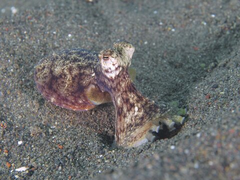 A marbled octopus (Amphioctopus aegina) with textured skin, camouflaged in the sand, at the Puri Jati dive site, Umeanyar, Bali, Indonesia