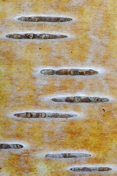 Birch bark (Betula), Oldenburg M&uuml;nsterland, Vechta, Lower Saxony, Germany
