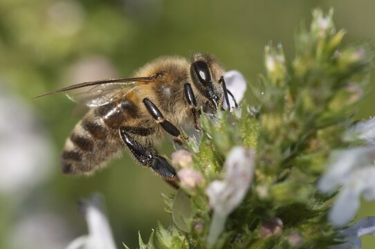 Apidae, apis mellifera, bees, European honey bee, European honeybee, hymenoptera, western honey bee, honey bee, honey bee, honeybee, insects, wild bees