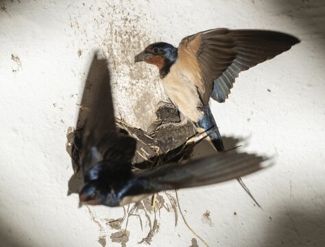 Hirundo rustica, barn swallow, birds, brood, nest building, passeri, swallows, songbirds, birds