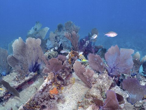 Underwater scene with live corals and fish school on a shipwreck, Hannah M. Bell wreck dive site, John Pennekamp Coral Reef State Park, Key Largo, Florida Keys, Florida, USA