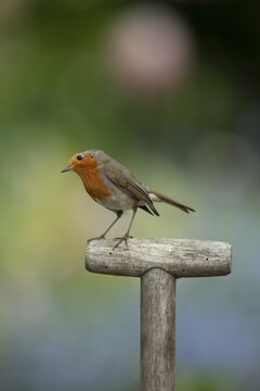 European robin (Erithacus rubecula) adult garden bird on a fork handle, England, United Kingdom