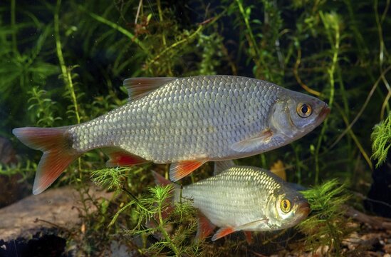 Red lead, rudd, rubella, scardinius erythrophthalmus, fake roach, fish, fishes, pisces