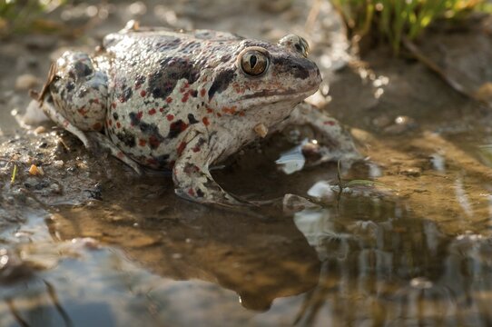 Common spadefoot, garlic toad, pelobates fuscus, amphibians, amphibians, amphibians, amphibians, toads