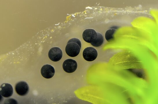 Bufo bufo, common toad, amphibians, amphibians, spawning lines, amphibians, spawning lines, amphibians, spawn