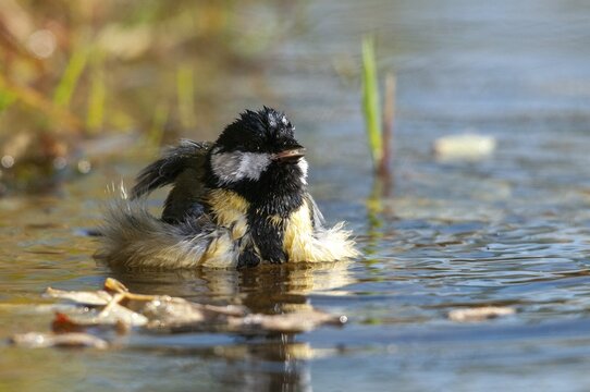 Great tit, great tit, parus major, bath, bird bath, birds, tit, passeri, songbirds, songbirds, tits, potions, birdbath, birds, watering place