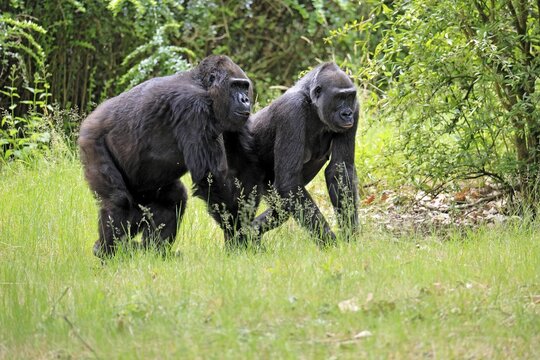 Western gorilla (Gorilla gorilla), adult, female, two, walking
