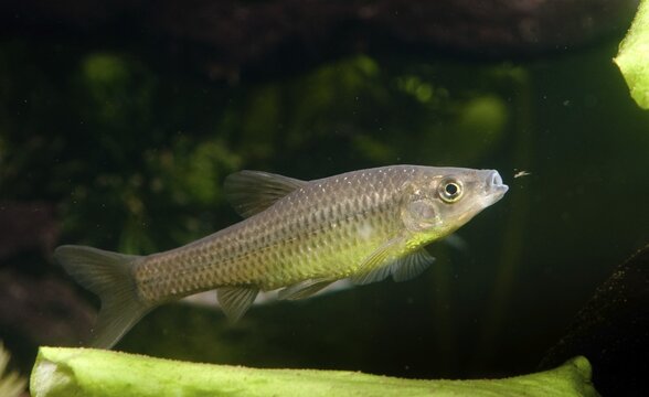 Blue ribbon bear, pseudorasbora parva, stone moroco, stone moroko, fish, fish, pisces, topmouth gudgeon
