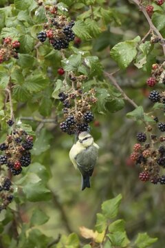 Blue tit (Cyanistes caeruleus) adult bird in a hedgerow on blackberries fruit in summer, England, United Kingdom