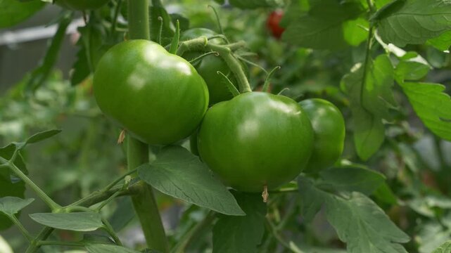 Unripe green tomato cluster on branch in greenhouse closeup
