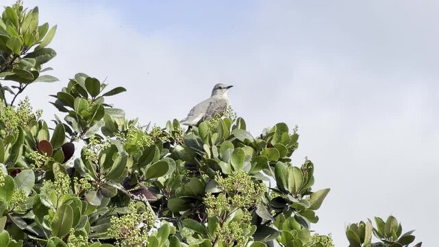 Northern mockingbird grooms itself on a pyracantha bush	