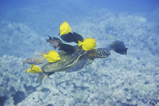 Green sea turtle being cleaned by fish along the coast of Hawaii