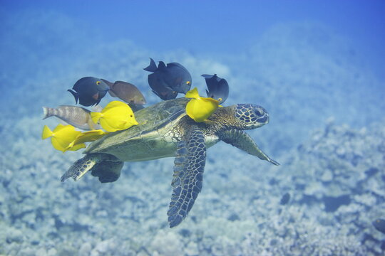 Green sea turtle being cleaned by fish along the coast of Hawaii