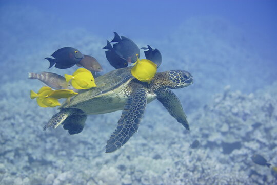 Green sea turtle being cleaned by fish along the coast of Hawaii