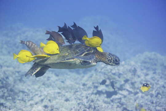 Green sea turtle being cleaned by fish along the coast of Hawaii