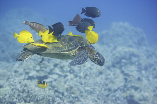Green sea turtle being cleaned by fish along the coast of Hawaii