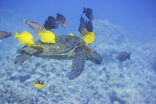 Green sea turtle being cleaned by fish along the coast of Hawaii