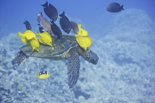 Green sea turtle being cleaned by fish along the coast of Hawaii