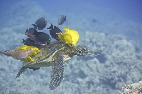 Green sea turtle being cleaned by fish along the coast of Hawaii