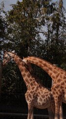 giraffe in the zoo © Boglrka