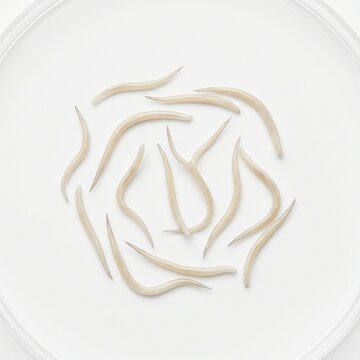 A collection of Caenorhabditis elegans nematodes in a petri dish. 