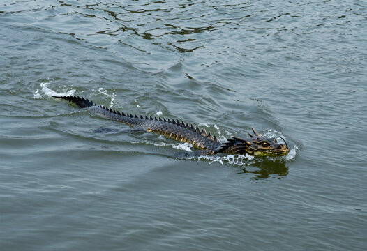 Mythical dragon creature swimming in water, fantasy and legend concept, ancient folklore and magical beast
