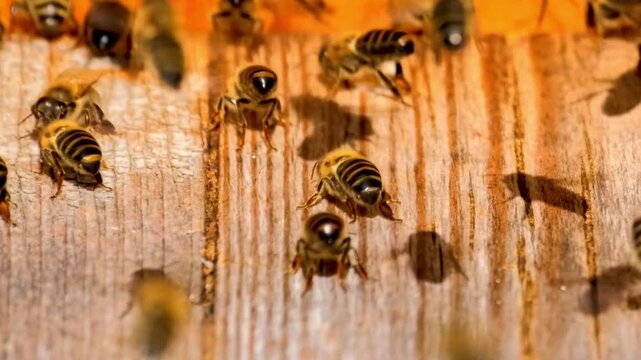 Busy honey bees crawling on a wooden beehive frame in an apiary