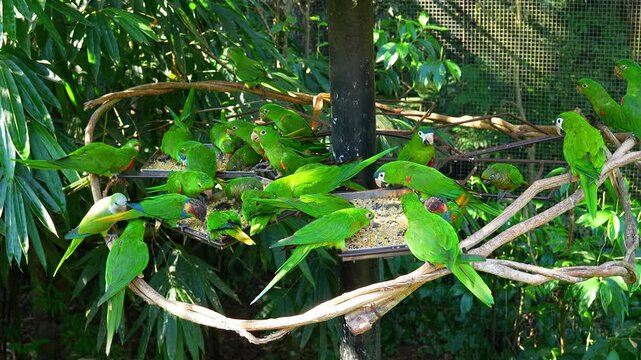 Flock of green parakeets eating seeds at a bird park in Brazil