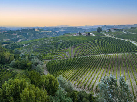 Monforte d'Alba, Italy - 17 August 2026: Aerial view of rolling vineyards in Monforte d'Alba, Piedmont, with lush green vine rows, farmhouses, and distant hills under a soft sunset sky.
