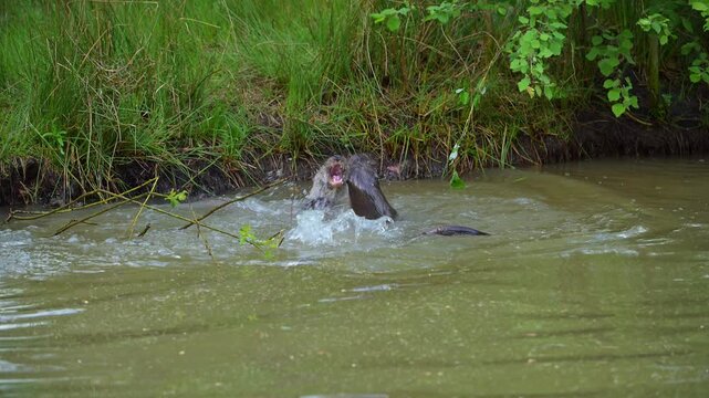 Fischotter (Lutra lutra), zwei Fischotter schwimmen verspielt im Wasser 