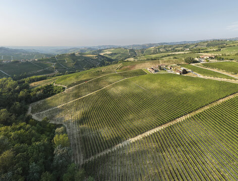 Monforte d'Alba, Italy - 17 August 2026: Aerial view of rolling vineyards in Monforte d'Alba, Piedmont, featuring lush rows of vines, a farmhouse, and distant hills under a clear sky.