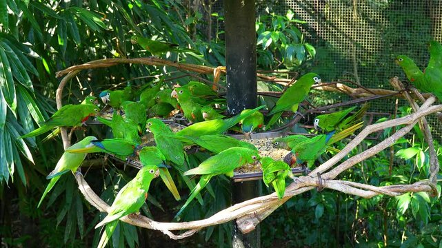 Flock of green parrots eating from a feeder in a bird park in Brazil