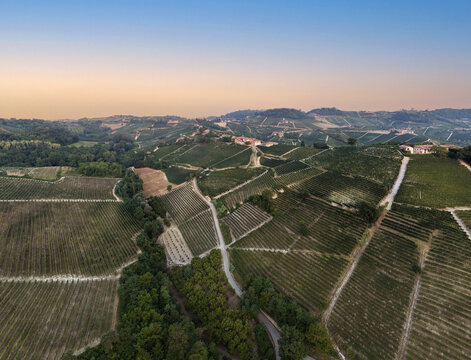 Monforte d'Alba, Piedmont, Italy - 17 August 2026: Aerial view of rolling vineyards in Monforte d'Alba, featuring lush green vine rows, winding country roads, and a soft sunset sky.