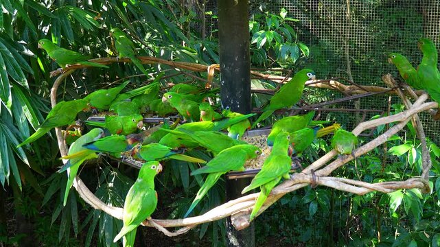 Flock of green parakeets feeding at a bird park in Brazil